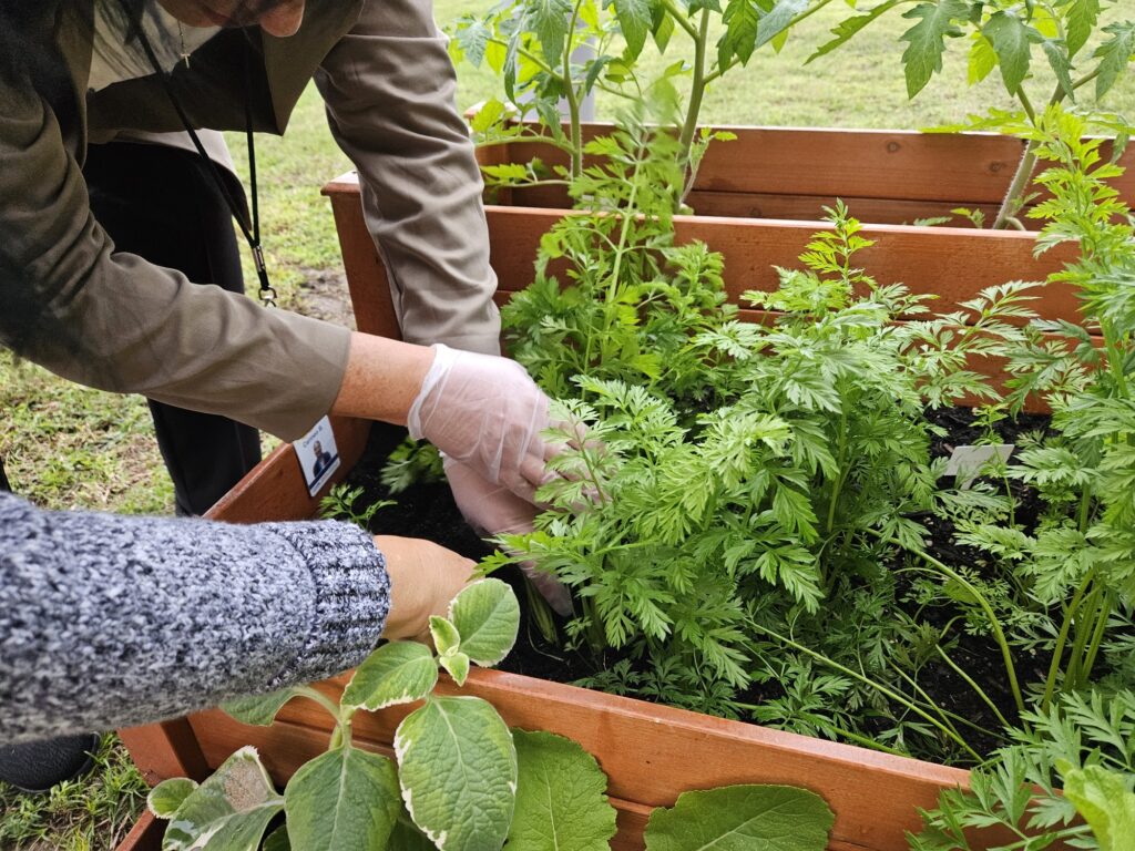 Two people planting green plants