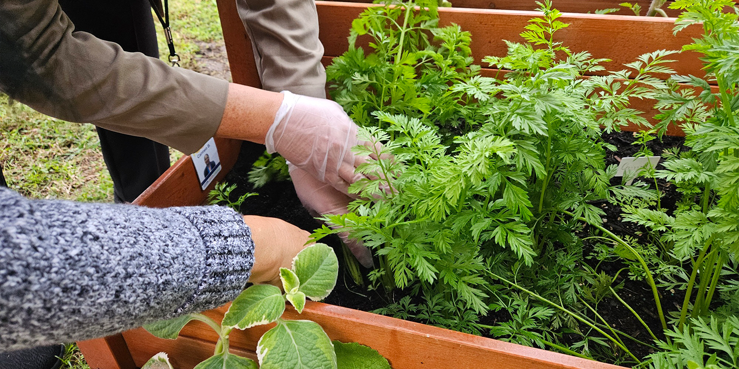 two people tending to a garden