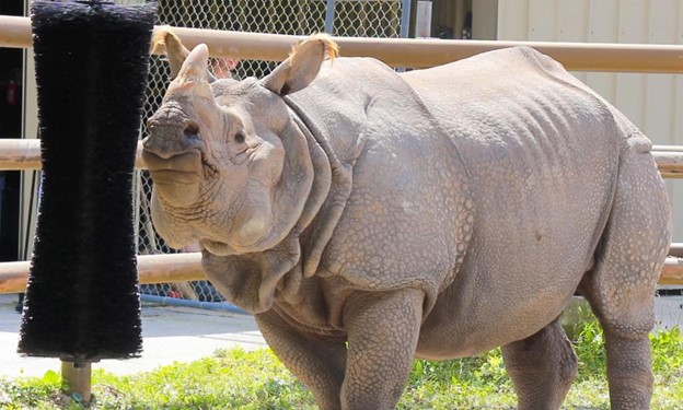 PJ, a greater one-horned
rhino rubbing against a scratching post