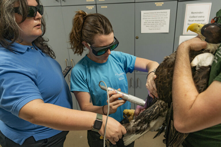 Audubon Center for Birds of Prey (CBOP) Raptor Rehabilitation Associate, Tabitha Smith (middle) uses laser therapy on the wound of a Bald Eagle with the assistance of Audubon Florida Communications Associate, Karina Jiménez (left) and a volunteer (right) at CBOP in Maitland, Florida on March 13, 2024. CBOP focuses on the rescue, medical treatment, rehabilitation and release of Florida’s raptors.