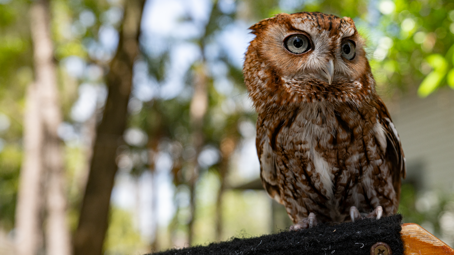 Photograph of a small brown owl