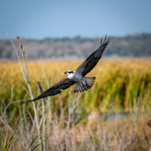 Osprey flies, wings extended, over lake and vegetation