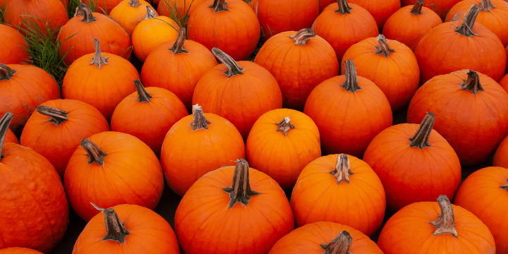 Pumpkins nestled in a row