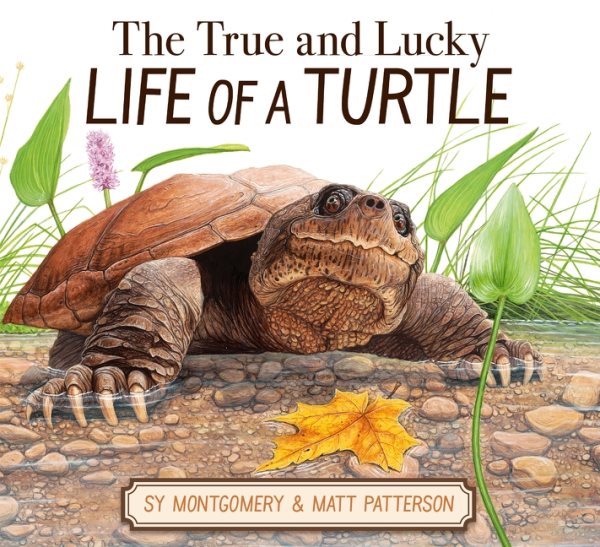Cover art for The true and lucky life of a turtle / written by Sy Montgomery   illustrated by Matt Patterson.